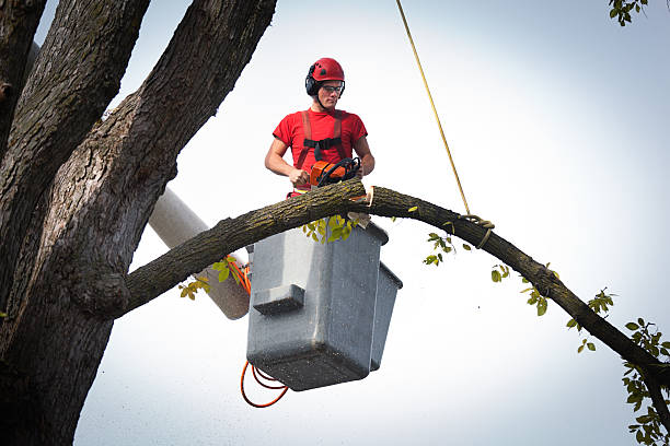 Tree Care Services